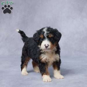 Jake, Mini Bernedoodle Puppy